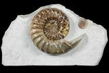 Asteroceras Ammonite With Promicroceras - Collector Piece #131932-1